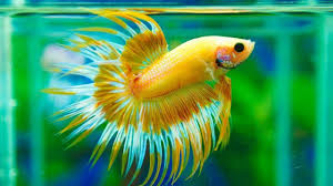 Crowntail Yellow